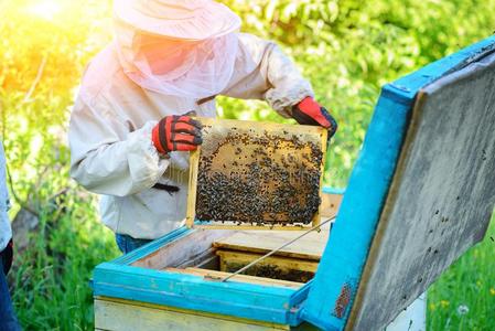 伶俐虫有其他自然图片-伶俐虫自然素材-伶俐虫自然
