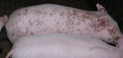 猪丹毒的防治